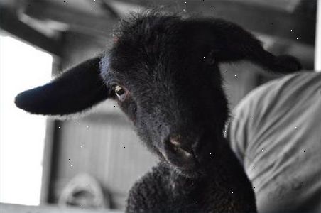 Hvordan man passer en baby lam. Prøv at samle råmælk fra fåre-(mor får) bryster til brug i fodring en nyfødt lam.